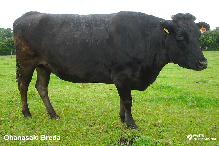 Ohansakai Breda owned by Oliver O'Hanlon of Wagyu Ireland